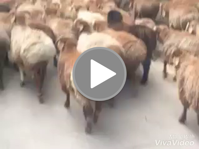 Funny sheep β SteemZzang Funny sheep β SteemZzang
