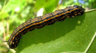 A beautifull oak worm