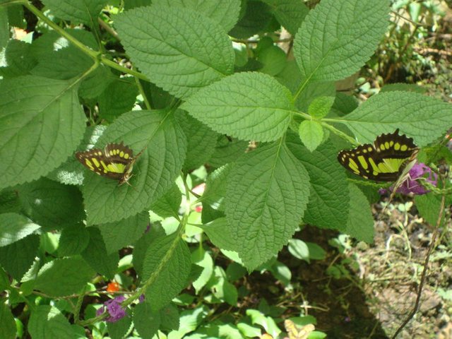 costa-rica-butterflies.jpg