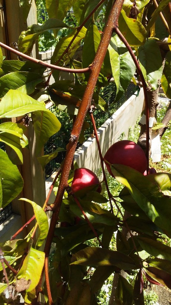 spize zee nectaplum tree