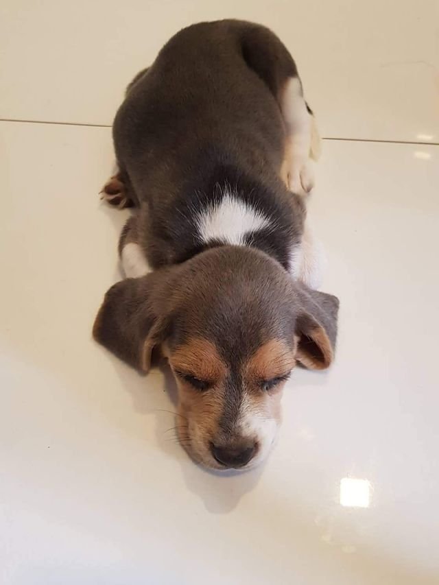 437a75c6d2ed4c9eeb5d92155835deff