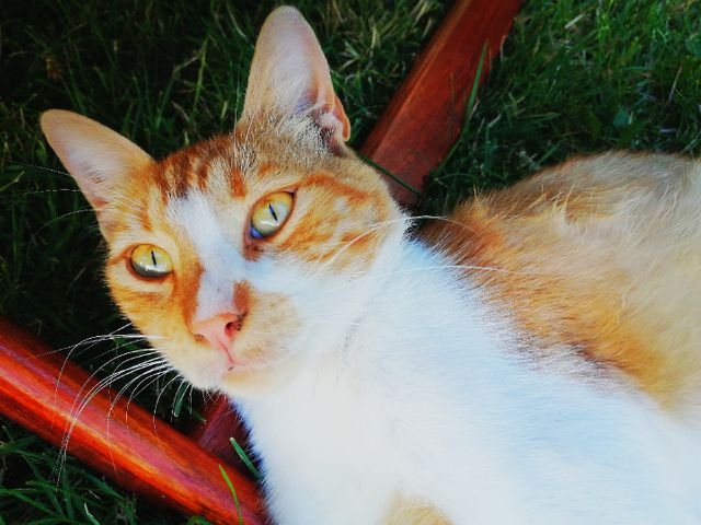 7e431ce11f7375c193b767c426695bf5