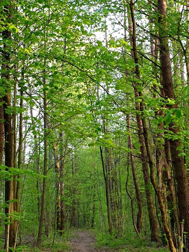 8e518f0aeae97b668a273ebacacf38f7