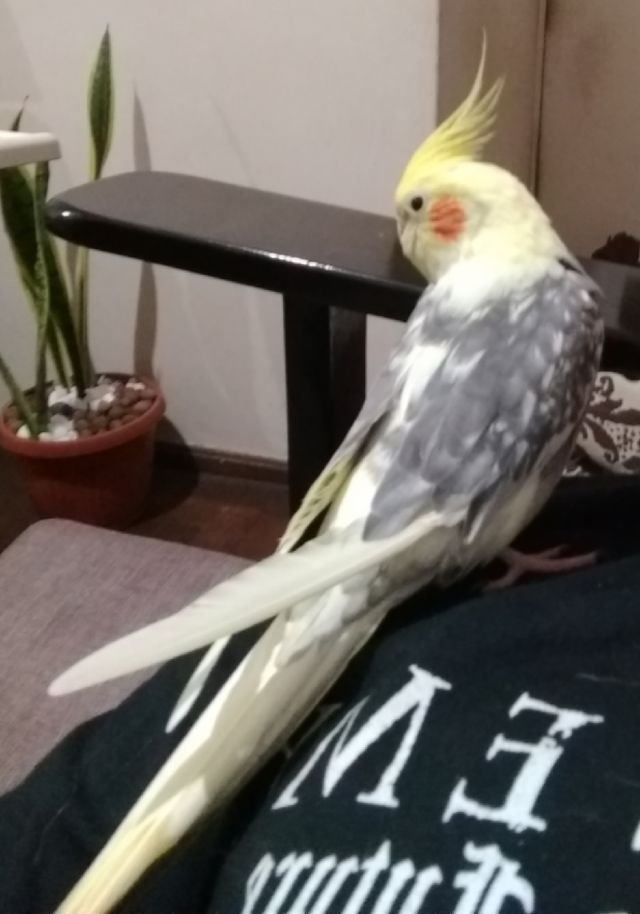 9adcfb209fb4718b5ccfdae8e484563a