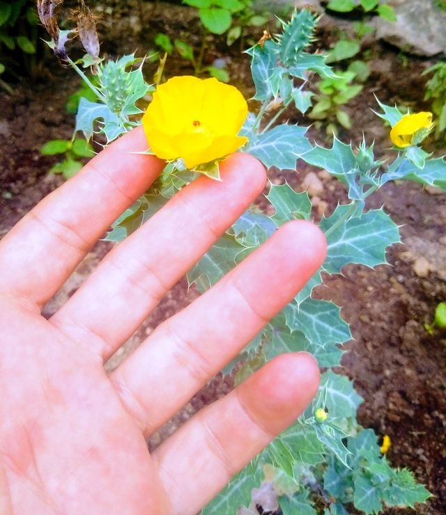 Miraculous Flower of Holy Thistle. Beautiful ? Milagrosa Flor de Cardo  Santo. ... — Steemit