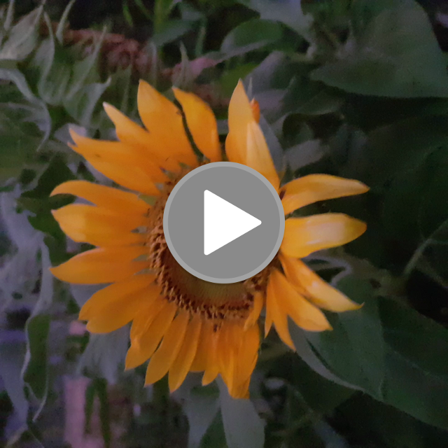 videos/6231f819342c5a8a94c57870c652e946-00001.png