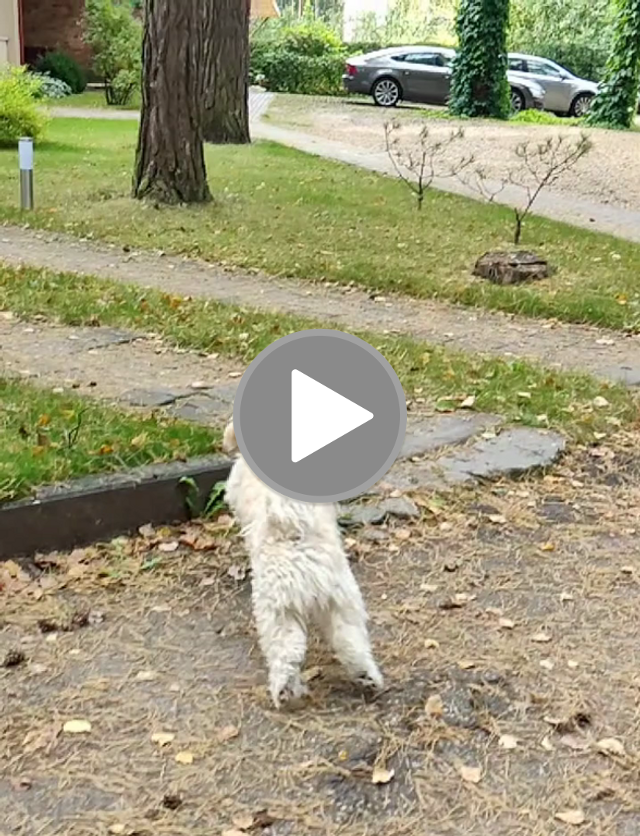 videos/e0bcc97104deeea4fd5b7f0bf607094e-00001.png