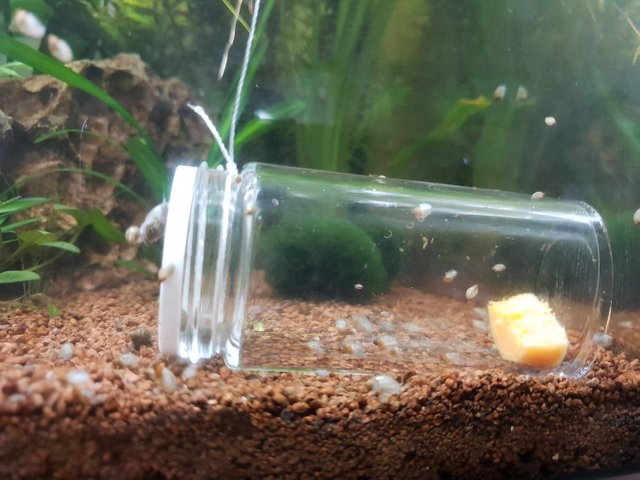 snail catcher for fish tank