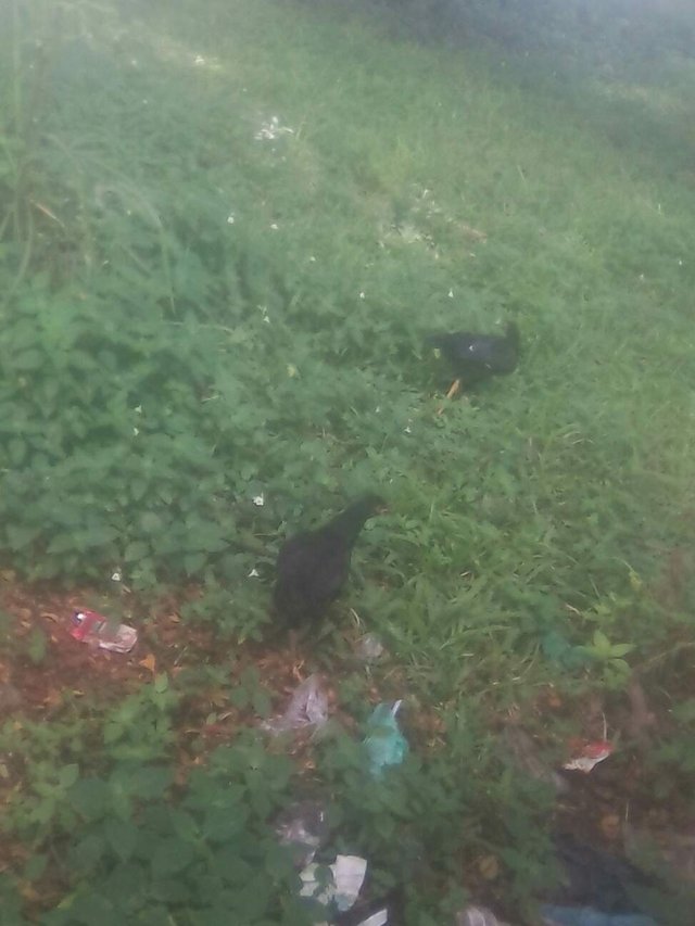 72+ Gambar Ayam Cari Makan Paling Hist 72+ Gambar Ayam Cari Makan Paling Hist