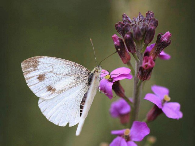 https://s3.us-east-2.amazonaws.com/partiko.io/img/abina-photography-butterfly-1534259315248.png