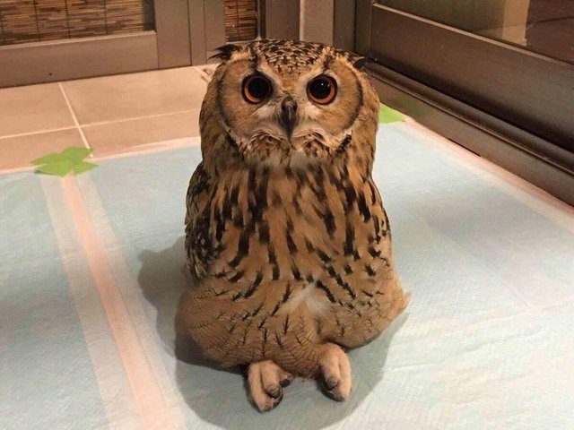 https://s3.us-east-2.amazonaws.com/partiko.io/img/adityaroy-an-owl-sitting-with-his-legs-crossed-1531062539470.png