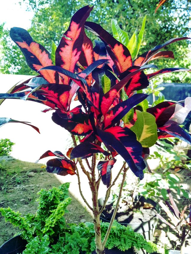 https://s3.us-east-2.amazonaws.com/partiko.io/img/aduwahsp-my-red-flowerjxpujizk-1534741799651.png