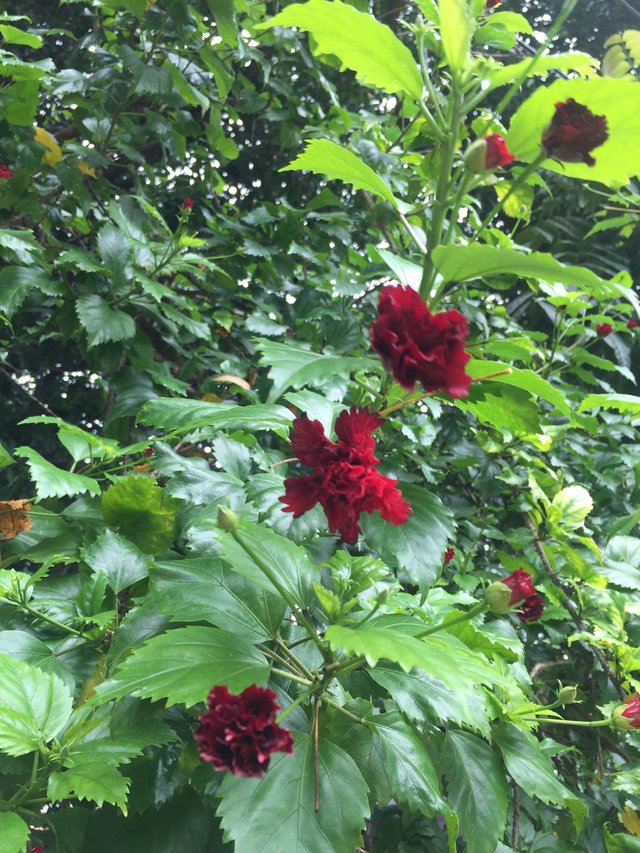 https://s3.us-east-2.amazonaws.com/partiko.io/img/ailenepm-dark-red-hibiscus-flower-mini-1532581746056.png