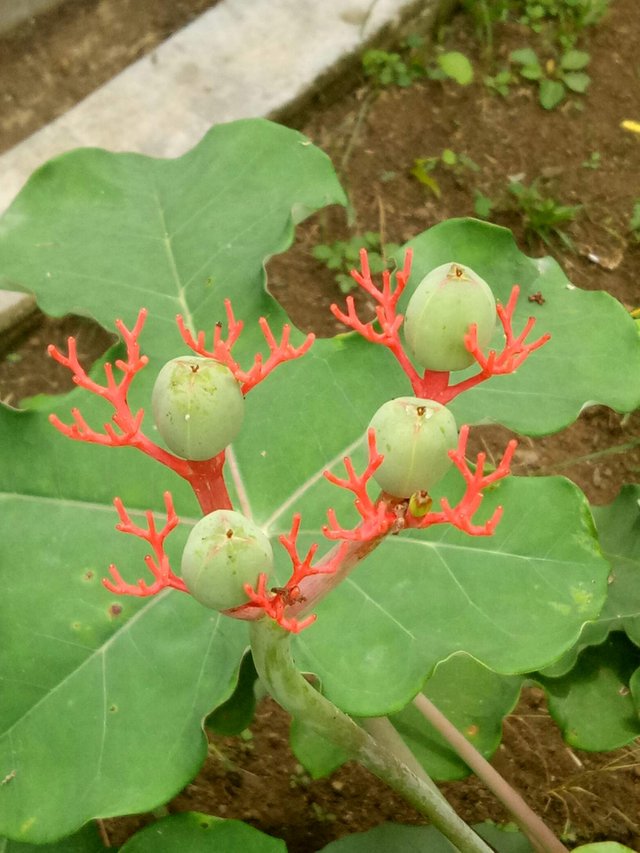 https://s3.us-east-2.amazonaws.com/partiko.io/img/aiyub99-partiko--deer-horn-flowers--bunga-tanduk-rusa--original-photo--108ib6dlyhj-1535954810137.png