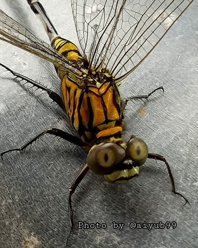 https://s3.us-east-2.amazonaws.com/partiko.io/img/aiyub99-partiko--macrophotography07---86o4zq4miu-1535160581245.png