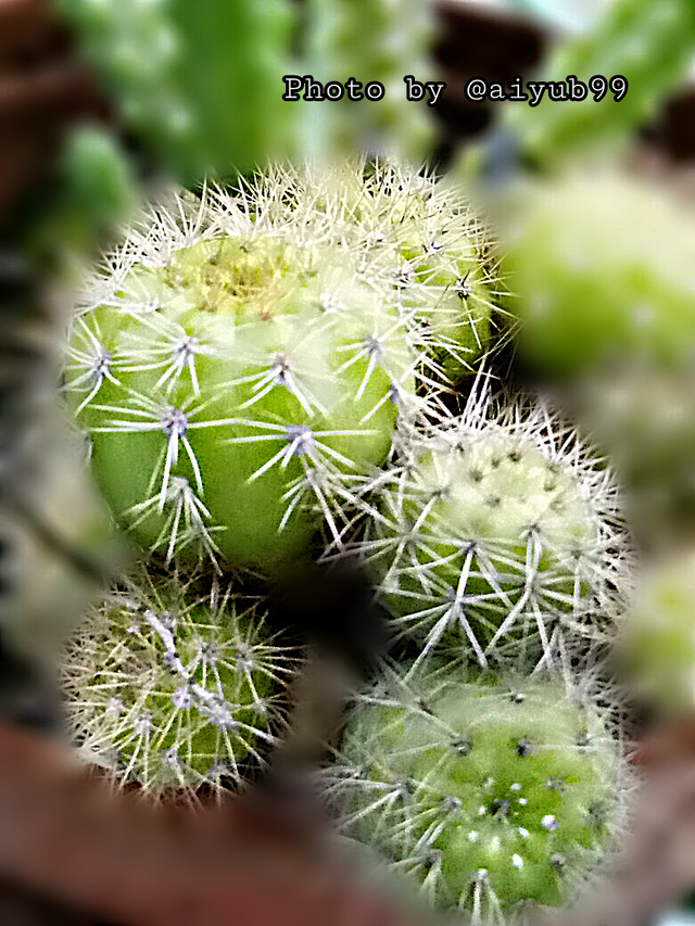 https://s3.us-east-2.amazonaws.com/partiko.io/img/aiyub99-the-beauty-of-cactus-31-1533117129489.png