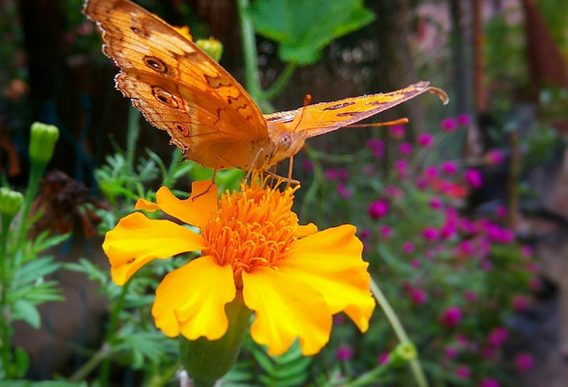 https://s3.us-east-2.amazonaws.com/partiko.io/img/alexsteem-the-yellow-butterfly-1527190973562.png