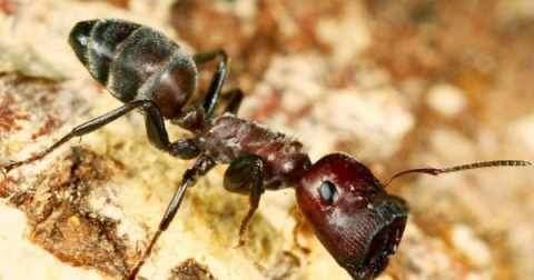 https://s3.us-east-2.amazonaws.com/partiko.io/img/arifmunandar070-inilah-perkataan-dan-nasehat-semut-yang-membuat-nabi-sulaiman-jatuh-pingsan-1532788721173.png