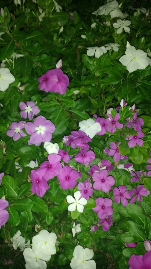 https://s3.us-east-2.amazonaws.com/partiko.io/img/bambinotv-flowers-at-night-51rcxh9d-1536644777100.png