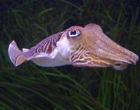 https://s3.us-east-2.amazonaws.com/partiko.io/img/banglawolf-cuttlefish-facts-1531016880328.png