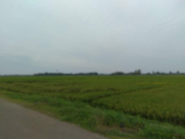 https://s3.us-east-2.amazonaws.com/partiko.io/img/bangsai-pemandangan-sawah-yang-hijau-dan-indah-1531960722378.png