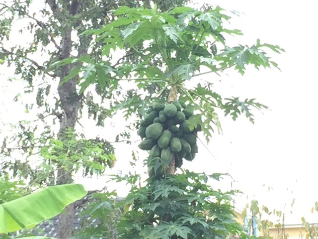 https://s3.us-east-2.amazonaws.com/partiko.io/img/chiama-papaya-season-is-in-full-gear-qrzjiasf-1539454233585.png