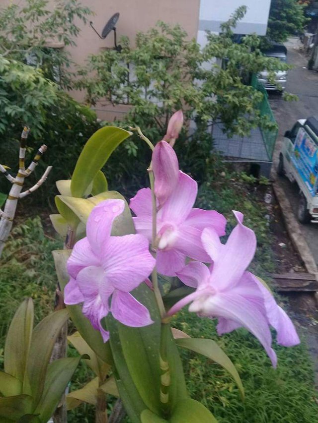 https://s3.us-east-2.amazonaws.com/partiko.io/img/chitnaingoo-orchid-18-1529891876783.png