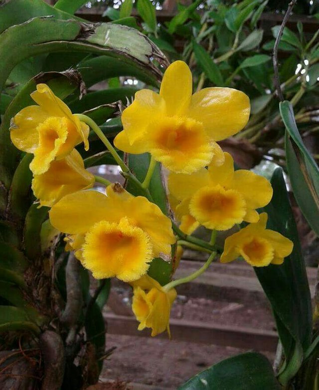 https://s3.us-east-2.amazonaws.com/partiko.io/img/chitnaingoo-yellow-orchid-3-1530016522351.png