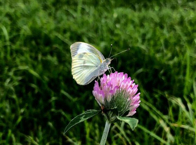 https://s3.us-east-2.amazonaws.com/partiko.io/img/civil-engineer-small-flower-on-small-butterfly-ttvisvjh-1536227722436.png