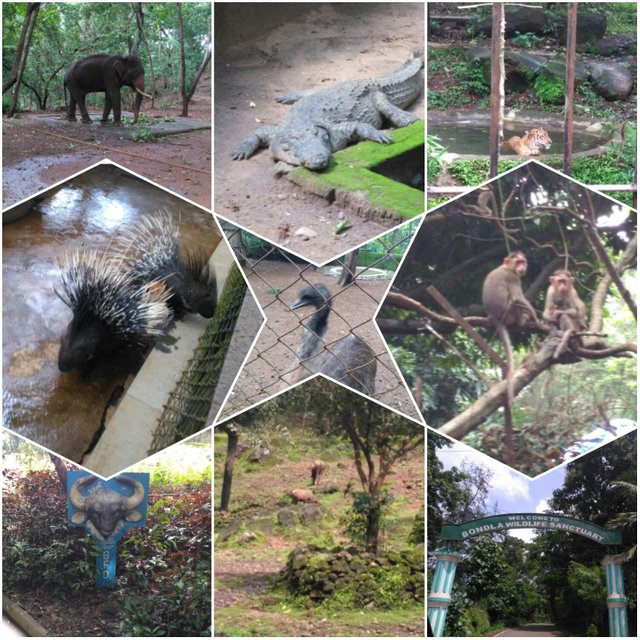 https://s3.us-east-2.amazonaws.com/partiko.io/img/cutiepi-bondla-wildlife-sanctuary-at-usgao-in-goa-1533724822034.png