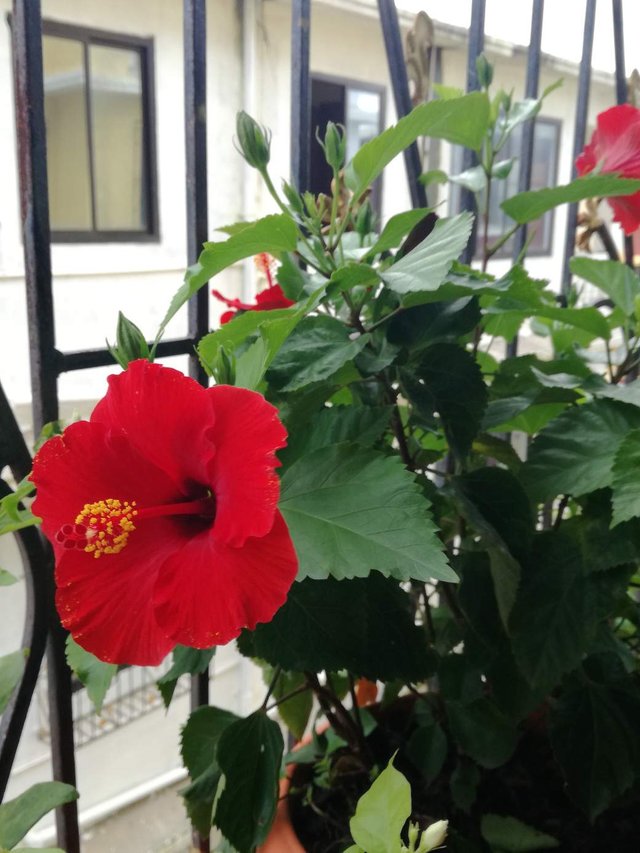 10 Intriguing Facts About Hibiscus 