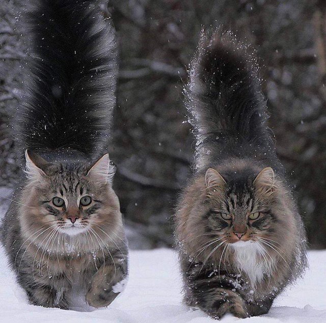 cute fluffy cats