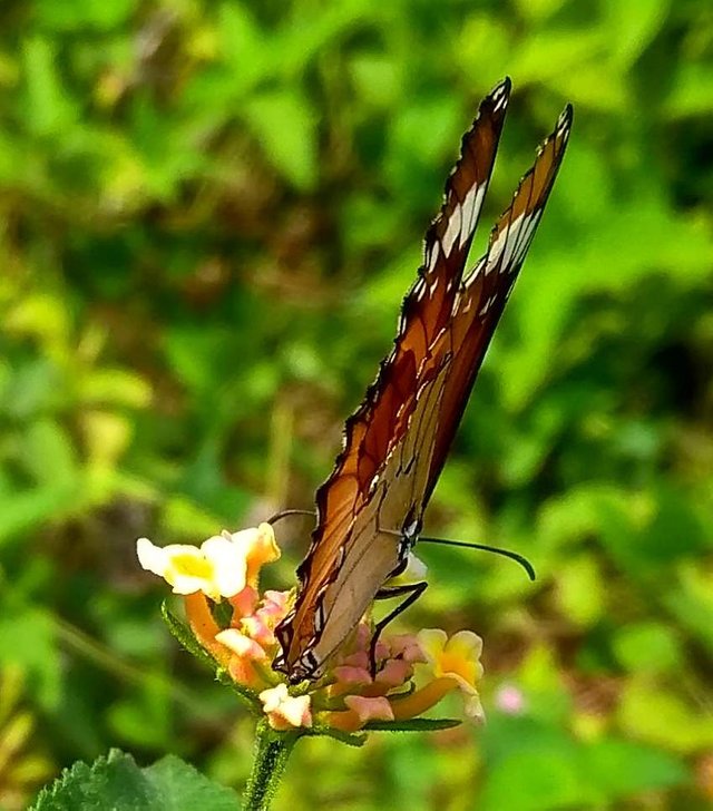 https://s3.us-east-2.amazonaws.com/partiko.io/img/dek-kiey-butterfly-1534328430092.png