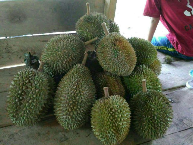 https://s3.us-east-2.amazonaws.com/partiko.io/img/edi1979-durian-runtuh-dan-manfaatnya-1531652410788.png