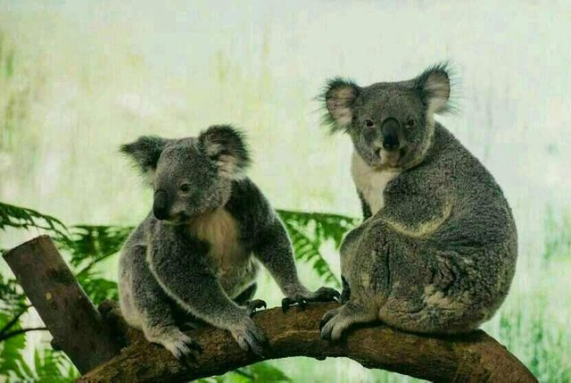 https://s3.us-east-2.amazonaws.com/partiko.io/img/fauzannur595-scientists-map-the-genome-to-help-the-koalas-1530642452129.png