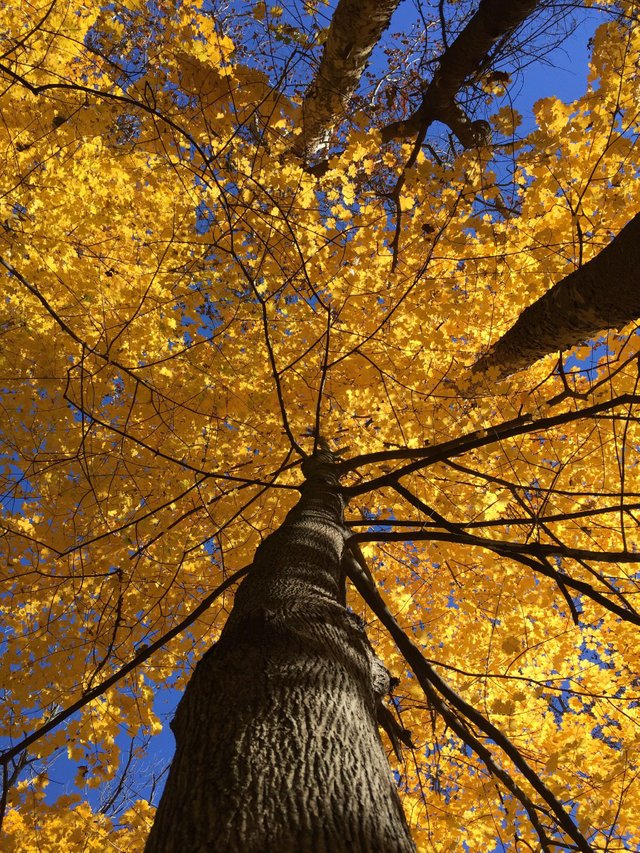 https://s3.us-east-2.amazonaws.com/partiko.io/img/hhayweaver-looking-up-autumn-leaves-6wf3fy3e-1541526344940.png