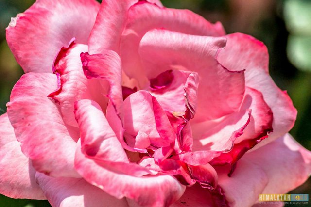 https://s3.us-east-2.amazonaws.com/partiko.io/img/himalayanwomb-petals-contest-rosesopenweekend--spreading-love-fahfyv0g-1537071487599.png