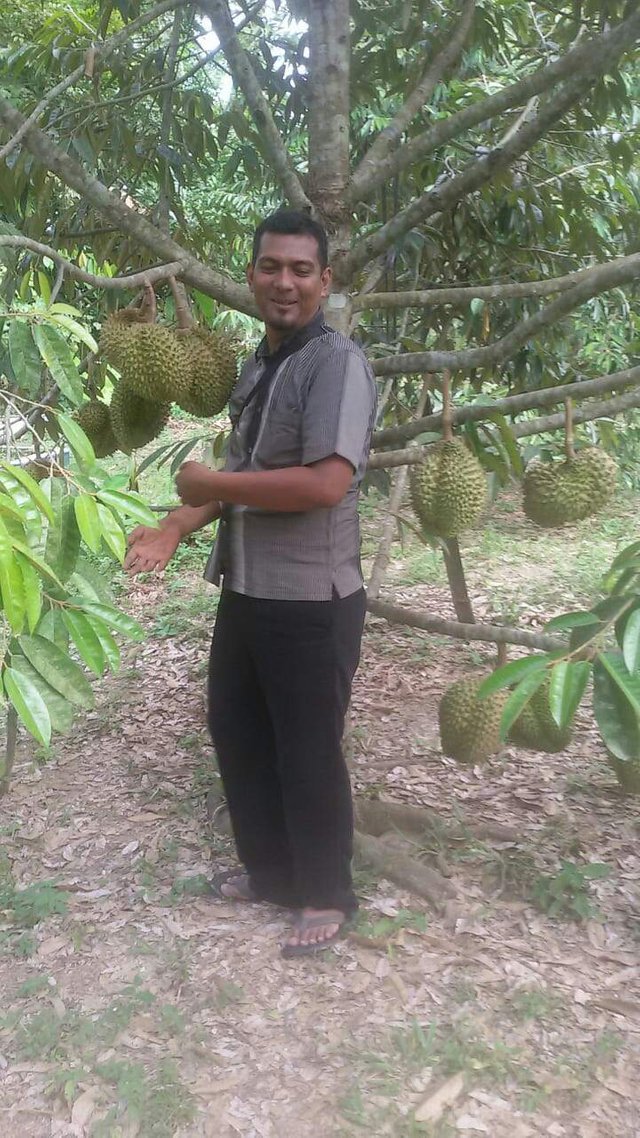 https://s3.us-east-2.amazonaws.com/partiko.io/img/iatefilniza-harvest-of-durian-fruit-that-is-very-much-fruit-in-the-friends-gardenpibow0xq-1535779846859.png