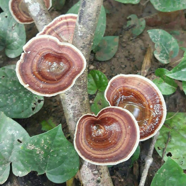 https://s3.us-east-2.amazonaws.com/partiko.io/img/jain-mushroom--tree-1530844008000.png