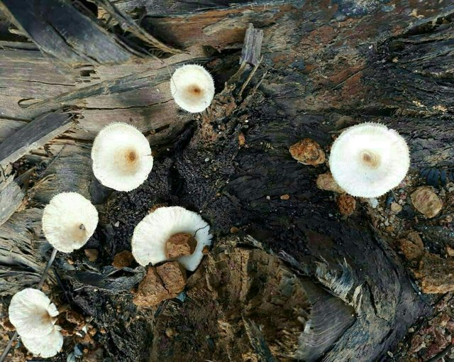 https://s3.us-east-2.amazonaws.com/partiko.io/img/jain-umbrella-mushrooms-collybia-1531157160675.png