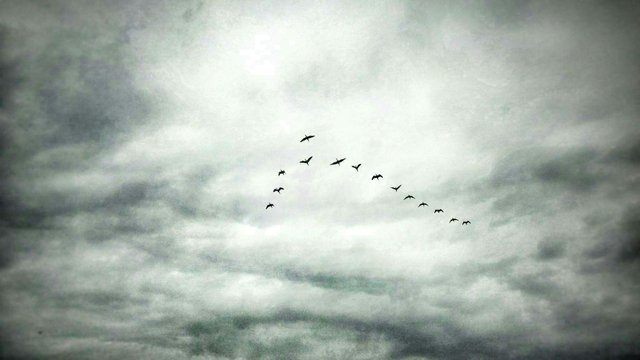 https://s3.us-east-2.amazonaws.com/partiko.io/img/karthik2-why-birds-fly-in-v-formation-1534332200880.png