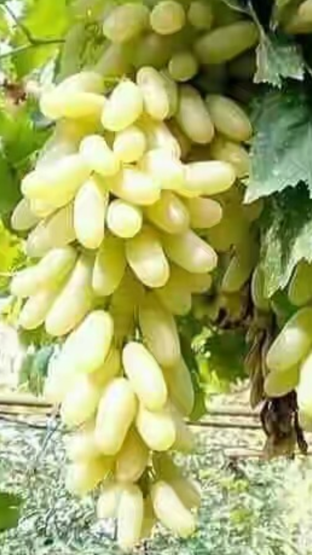 https://s3.us-east-2.amazonaws.com/partiko.io/img/mdaminulislam-grapes-for-good-health-and-beautiful-life-s52xgqba-1536916080212.png