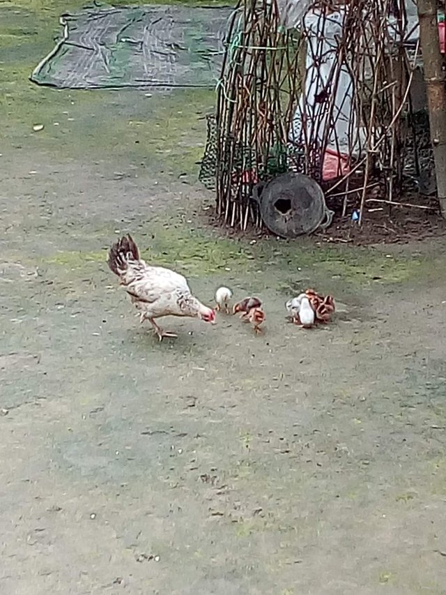 https://s3.us-east-2.amazonaws.com/partiko.io/img/mdaminulislam-the-people-of-the-village-today-are-selfreliant-by-keeping-local-chickens3ccxhbf5-1535164371122.png