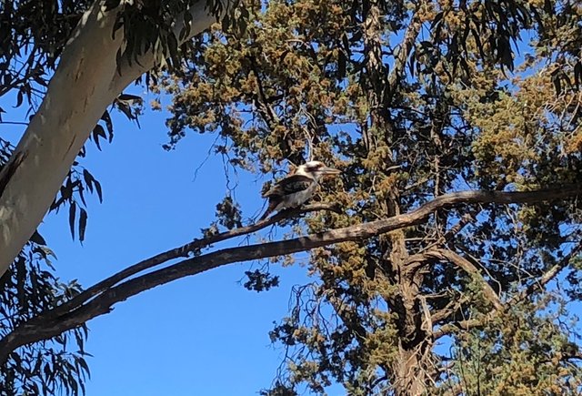 https://s3.us-east-2.amazonaws.com/partiko.io/img/mickvir-kookaburra-in-a-gum-tree-gcwb8laq-1537660674964.png