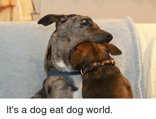 https://s3.us-east-2.amazonaws.com/partiko.io/img/mrfringe-social-media--its-a-dog-eat-dog-world-vhtpbqcw-1536466317496.png