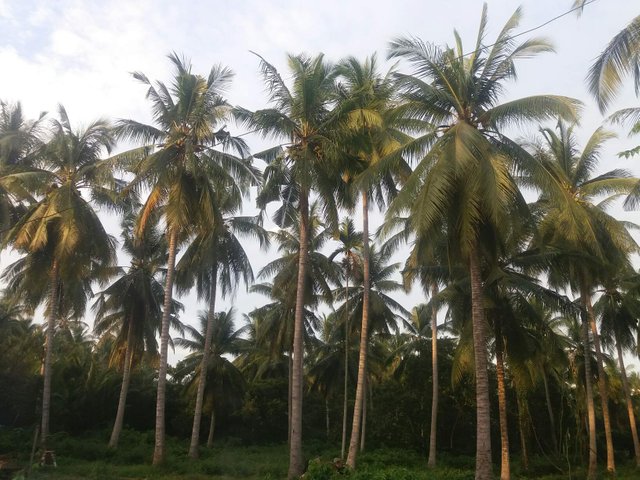 https://s3.us-east-2.amazonaws.com/partiko.io/img/mukhtaruddin01-coconut-tree-1531711594571.png