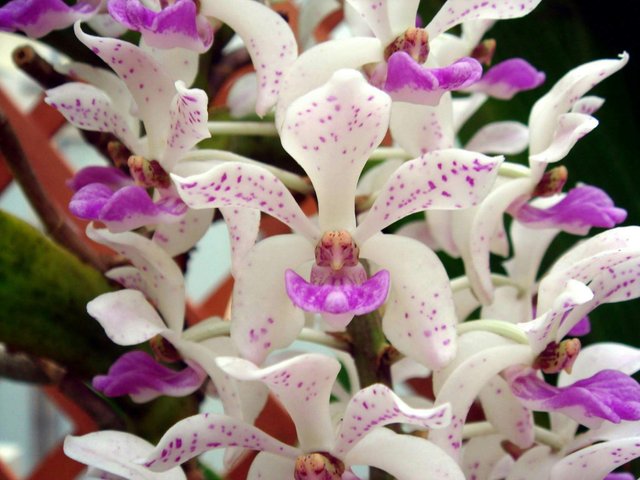 https://s3.us-east-2.amazonaws.com/partiko.io/img/mulexjosh-a-wild-orchids-flower-1534350554451.png