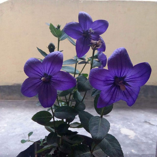https://s3.us-east-2.amazonaws.com/partiko.io/img/mulexjosh-blue-light-flower-photographyj9azf0t1-1534838536812.png