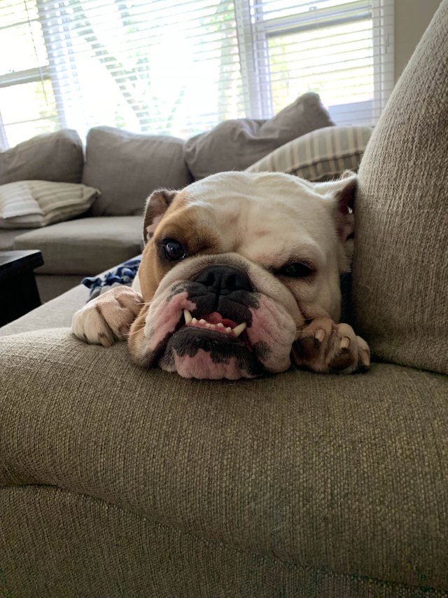 https://s3.us-east-2.amazonaws.com/partiko.io/img/musictherapy-english-bulldog-love-hibhjbz1-1538840202400.png