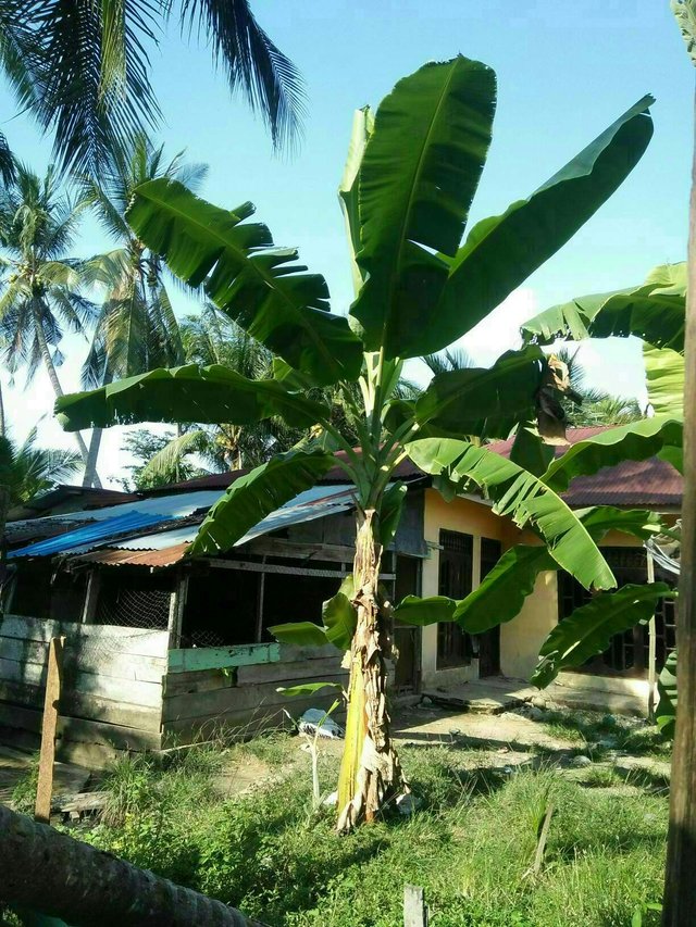 https://s3.us-east-2.amazonaws.com/partiko.io/img/napeng-banana-cultivation-1531668684942.png